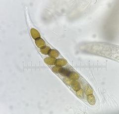 Delitschia chodocola