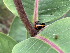 Labidomera clivicollis