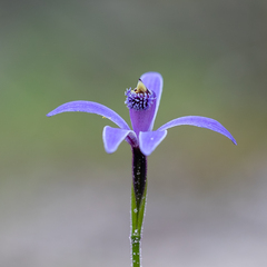 Pheladenia deformis