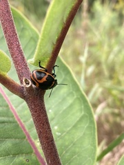 Labidomera clivicollis