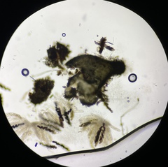 Delitschia chodocola