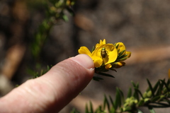 Diphucephala