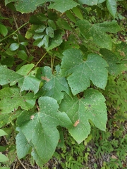 Vitis aestivalis