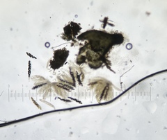 Delitschia chodocola