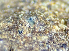 Delitschia chodocola