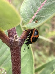 Labidomera clivicollis