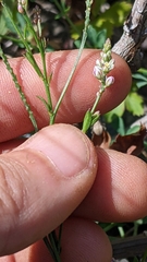 Polygala verticillata