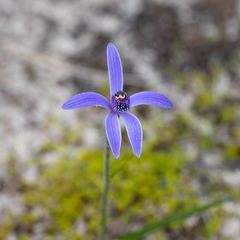 Pheladenia deformis