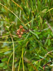 Kalmia polifolia