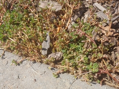 Portulaca oleracea