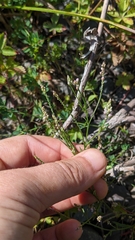 Polygala verticillata