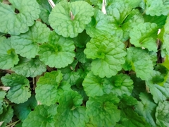 Glechoma grandis