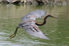 Egretta tricolor