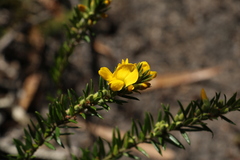Phyllota phylicoides