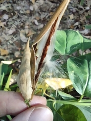 Vincetoxicum nigrum