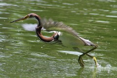 Egretta tricolor