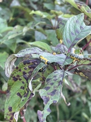 Macremphytus testaceus