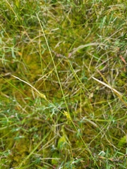 Carex oligosperma