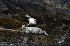 Phoca vitulina richardii