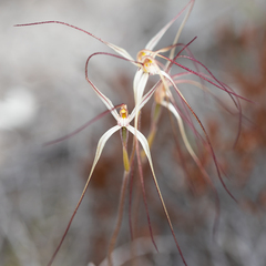 Caladenia capillata