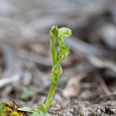 Pterostylis cycnocephala