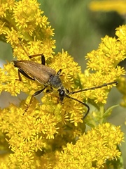 Stictoleptura rubra