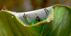 Bijoaraneus legonensis