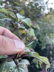 Macremphytus testaceus