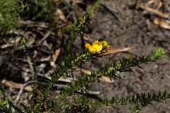 Phyllota phylicoides