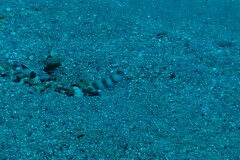 Amblyeleotris steinitzi