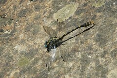 Onychogomphus uncatus