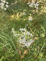 Allium tuberosum