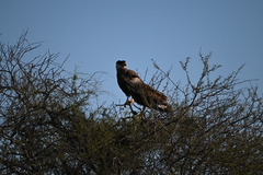 Caracara plancus