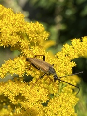 Stictoleptura rubra