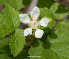 Rubus ursinus