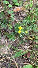 Potentilla argentea