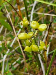 Scheuchzeria palustris