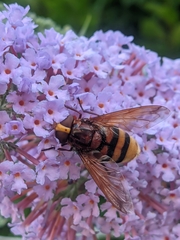 Volucella zonaria