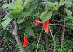Fuchsia fulgens