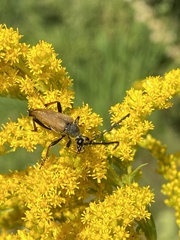 Stictoleptura rubra