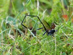 Pelecinus polyturator