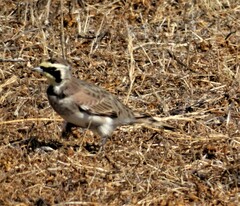 Eremophila alpestris