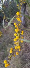 Phyllodineae