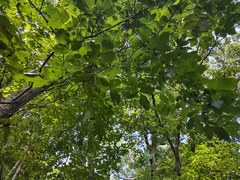 Carya glabra