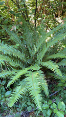 Polystichum munitum