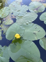 Nuphar variegata