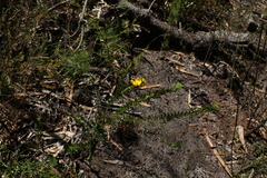 Phyllota phylicoides