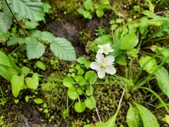 Parnassia cirrata intermedia