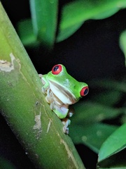 Agalychnis callidryas