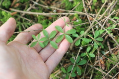 Galium triflorum